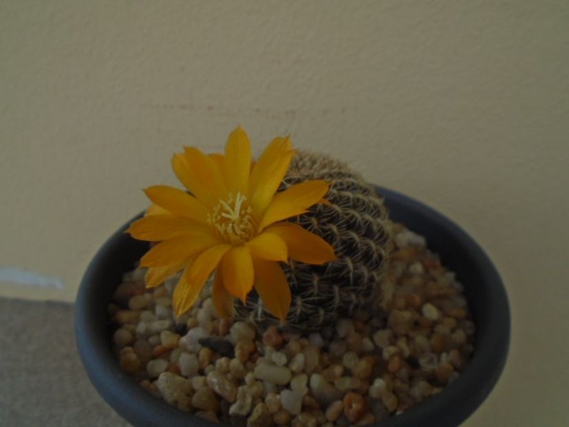 Rebutia arenacea - Cactusi 2019