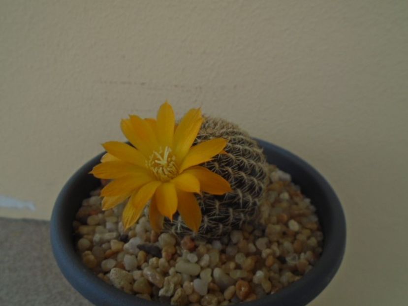 Rebutia arenacea - Cactusi 2019
