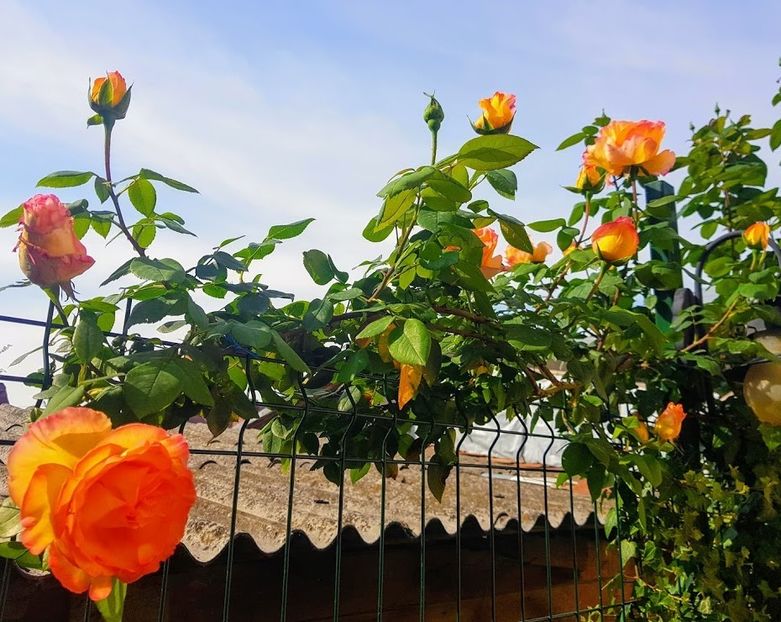 4 (2) - U-GRADINA MEA