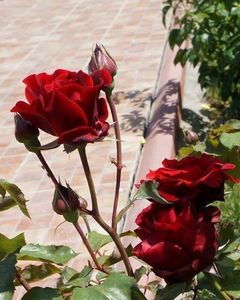  - U-GRADINA MEA