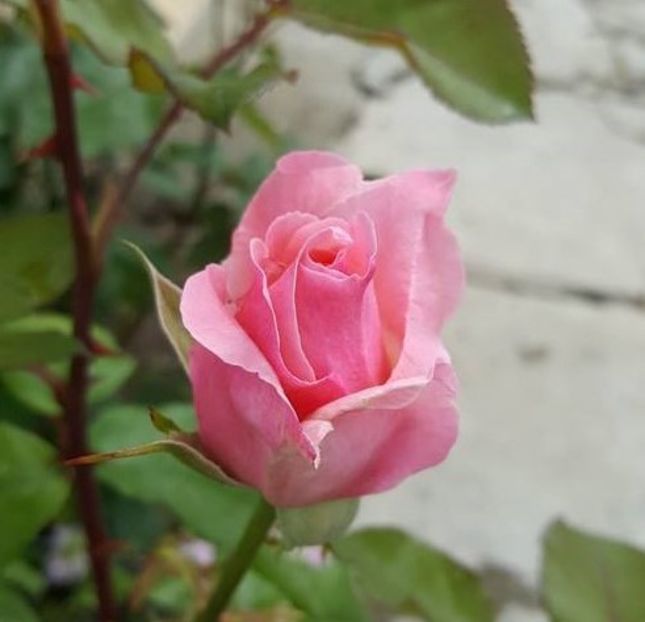  - U-GRADINA MEA