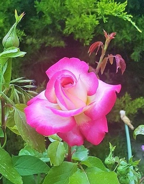  - U-GRADINA MEA