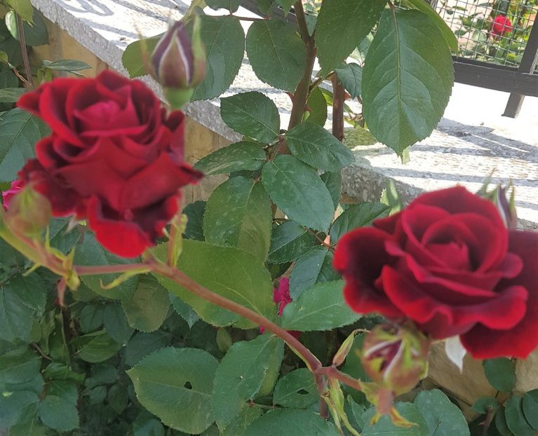 20190518_142821 3 - U-GRADINA MEA