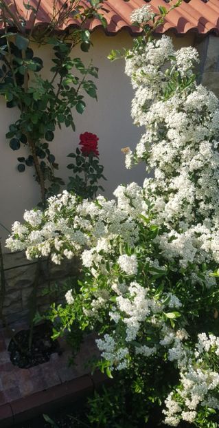  - U-GRADINA MEA