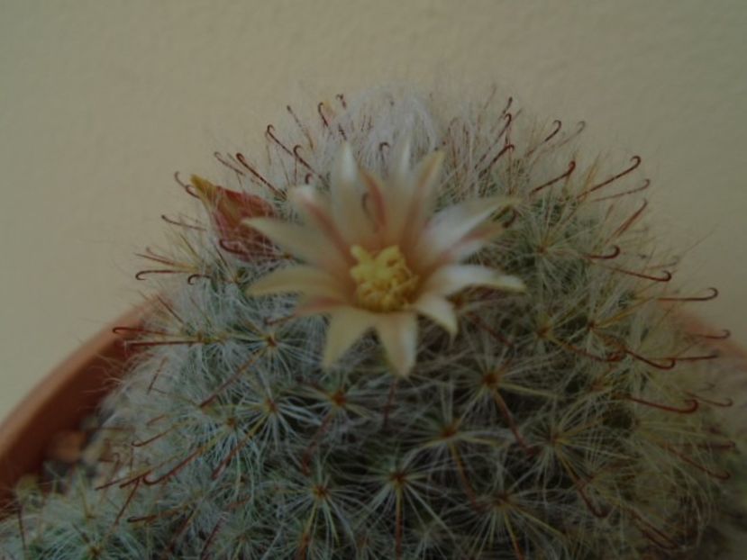 Mammillaria bocasana - Cactusi 2019