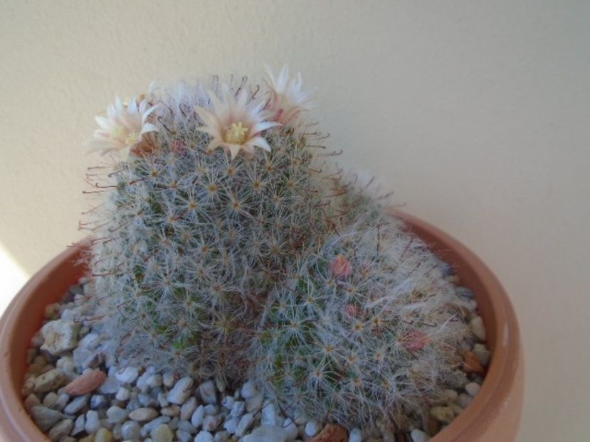 Mammillaria bocasana - Cactusi 2019