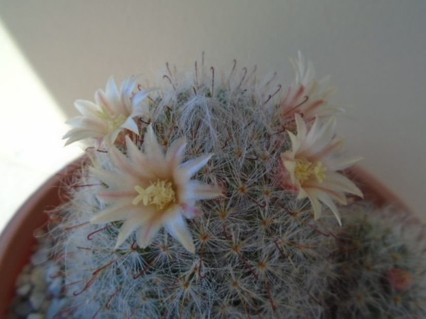 Mammillaria bocasana - Cactusi 2019