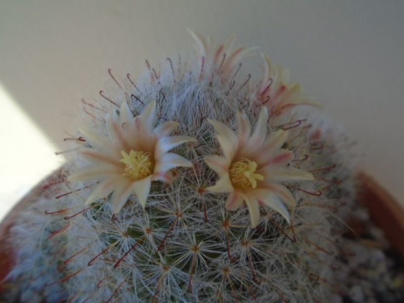 Mammillaria bocasana - Cactusi 2019