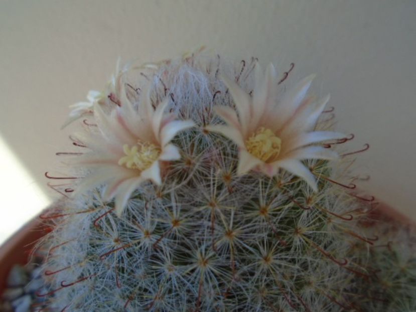 Mammillaria bocasana - Cactusi 2019