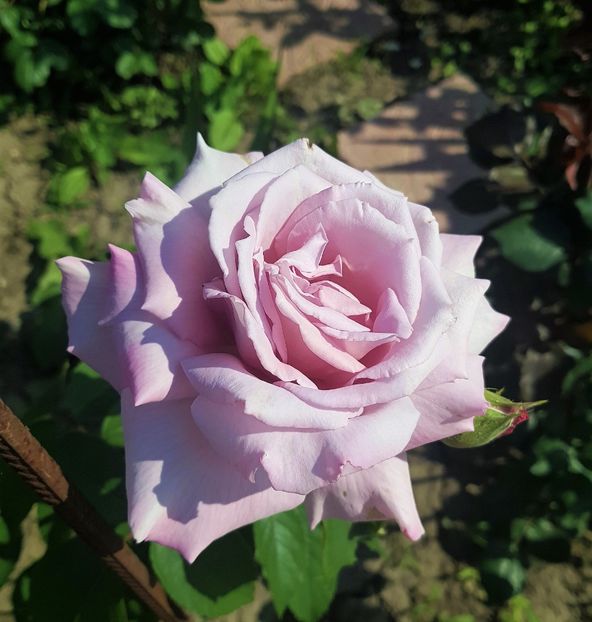  - U-GRADINA MEA