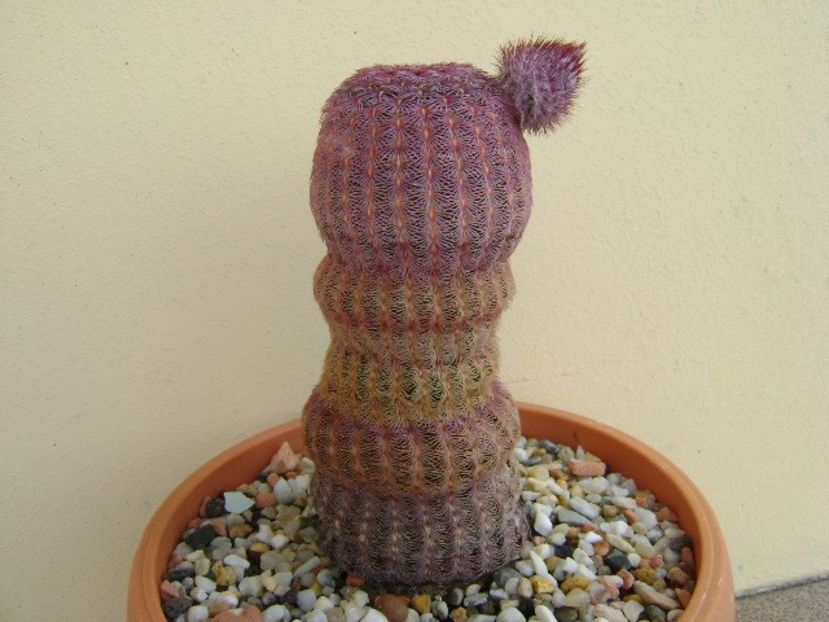 Echinocereus rigidissimus v. rubispinus - Cactusi 2019