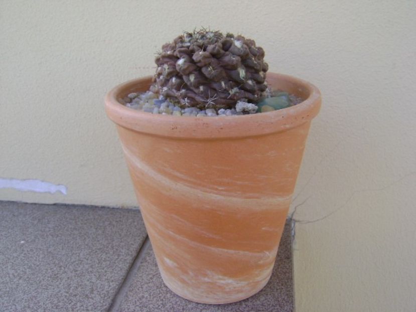 Eriosyce odieri - Cactusi 2019