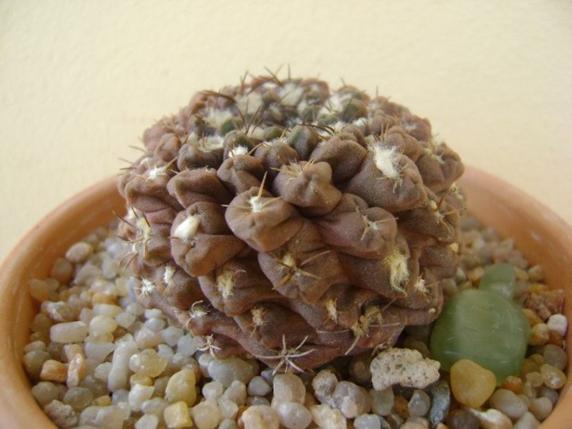 Eriosyce odieri - Cactusi 2019