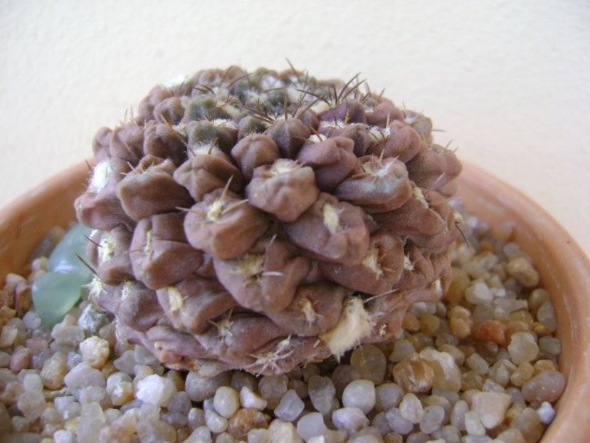 Eriosyce odieri - Cactusi 2019