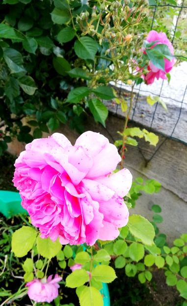  - Princess Alexandra of Kent