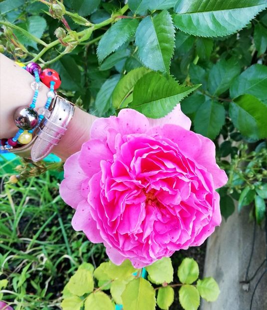  - Princess Alexandra of Kent