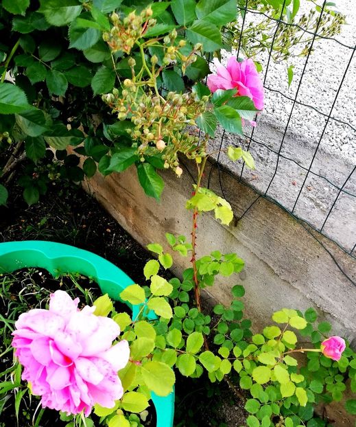  - Princess Alexandra of Kent