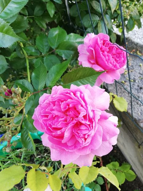  - Princess Alexandra of Kent