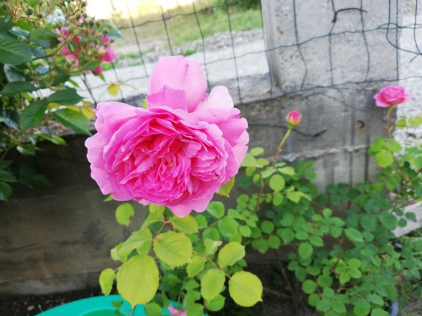  - Princess Alexandra of Kent