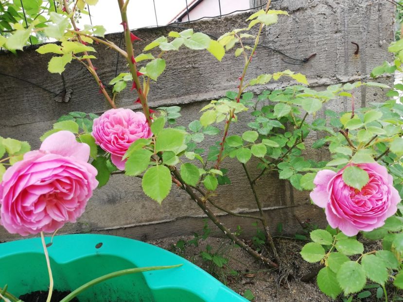  - Princess Alexandra of Kent