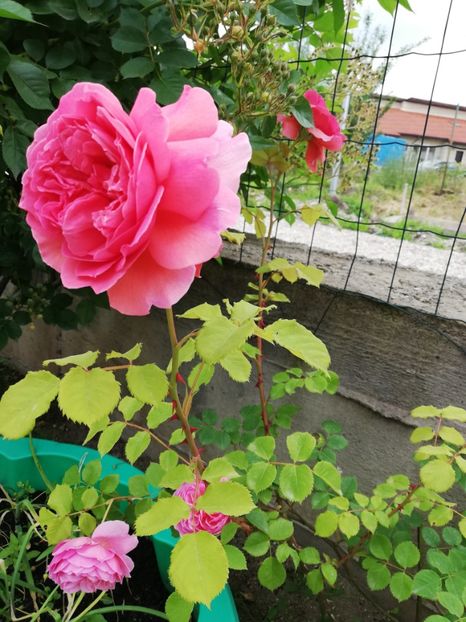  - Princess Alexandra of Kent