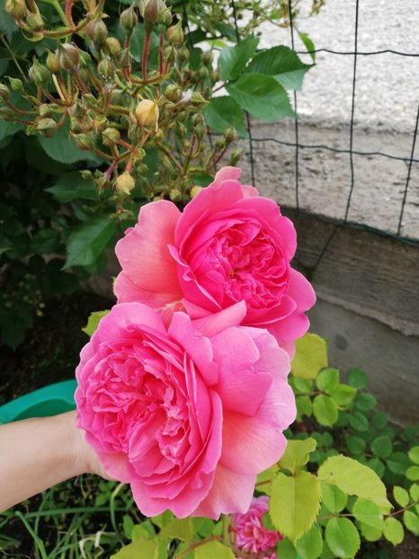  - Princess Alexandra of Kent