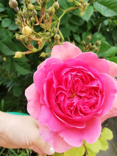  - Princess Alexandra of Kent