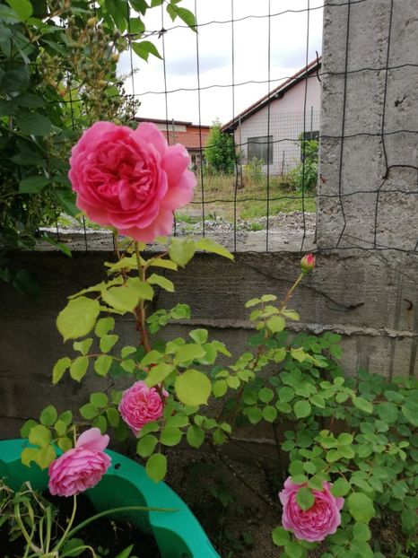  - Princess Alexandra of Kent