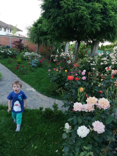  - AA - In  gradina mea