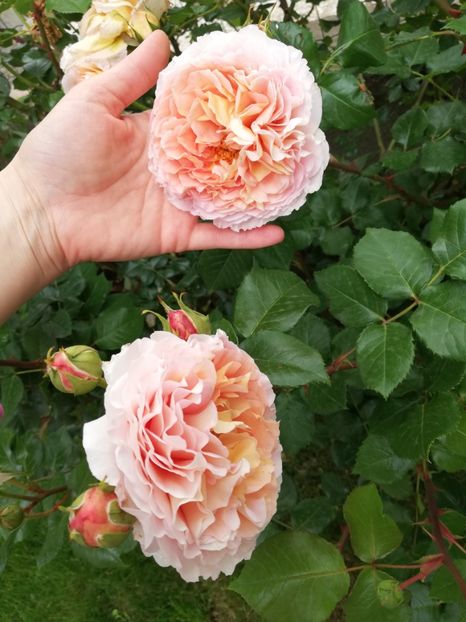  - Abraham Darby