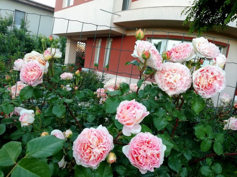  - Abraham Darby