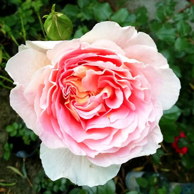  - Abraham Darby