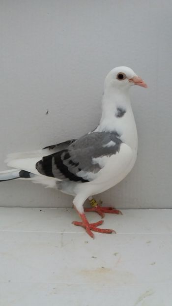 vandut - De vanzare voiajori pui 2019