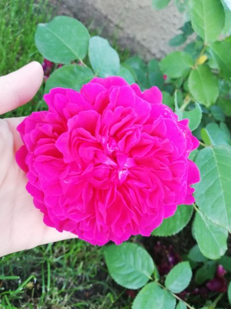  - William Shakespeare