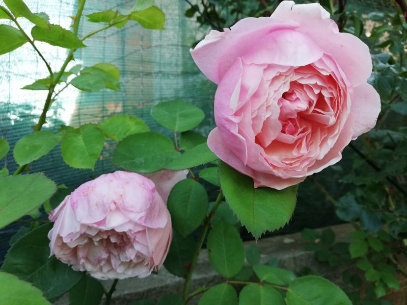  - Alnwick castle rose