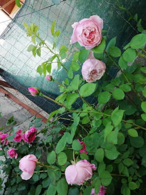  - Alnwick castle rose