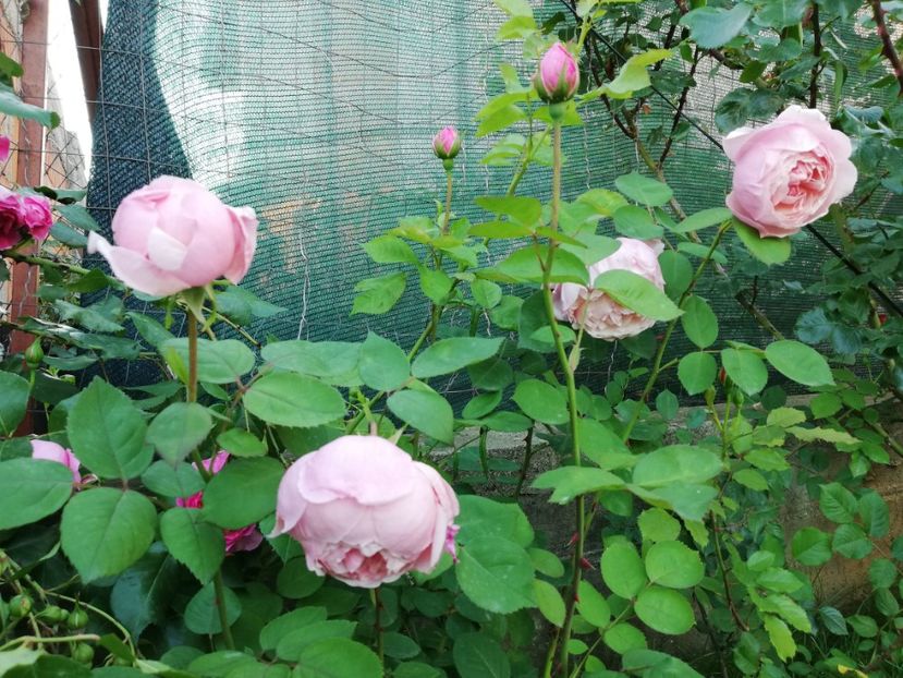  - Alnwick castle rose
