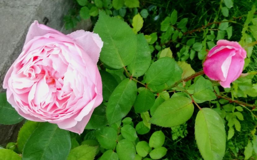  - Alnwick castle rose