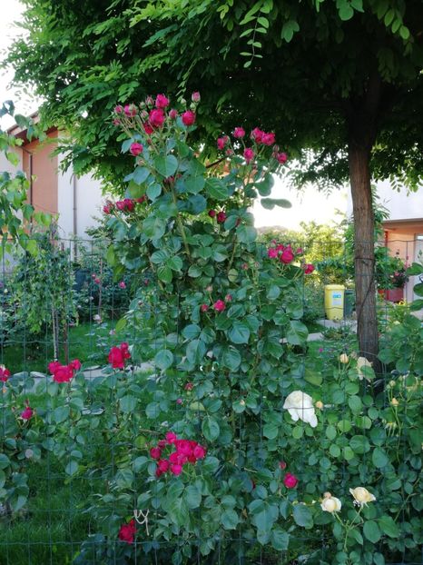  - Red Eden Erik Tabarly