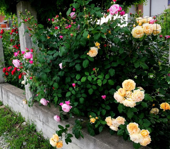  - Crown Princess Margareta