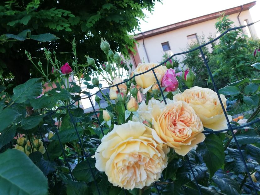  - Crown Princess Margareta