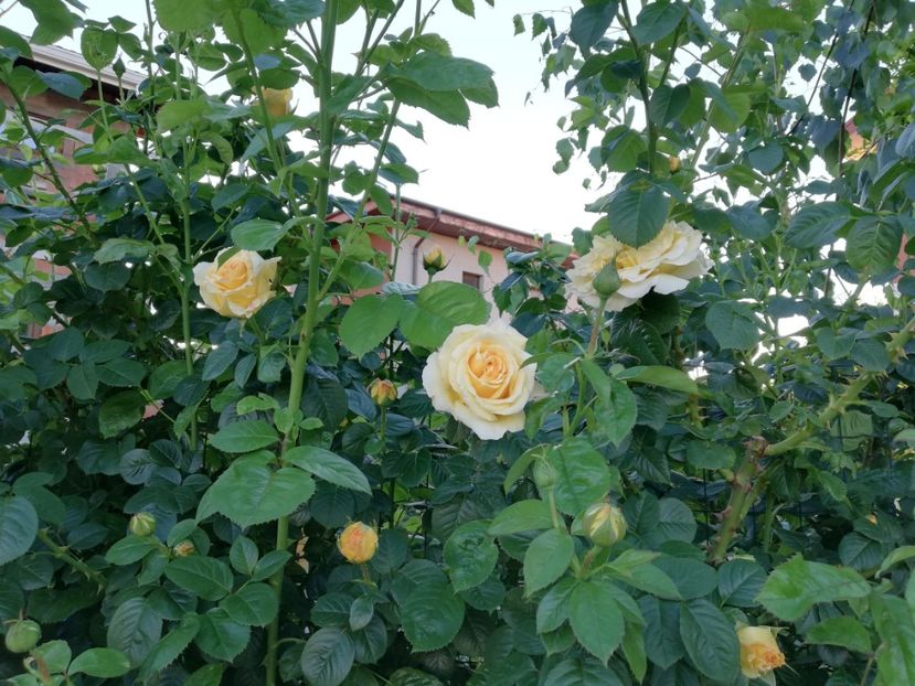  - Cyrano de Bergerac