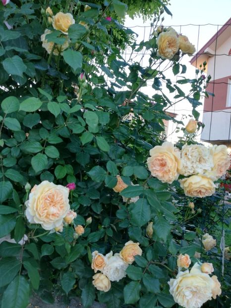  - Crown Princess Margareta