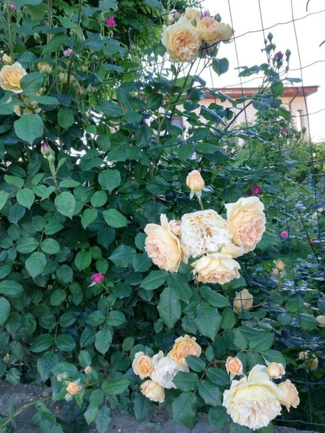  - Crown Princess Margareta