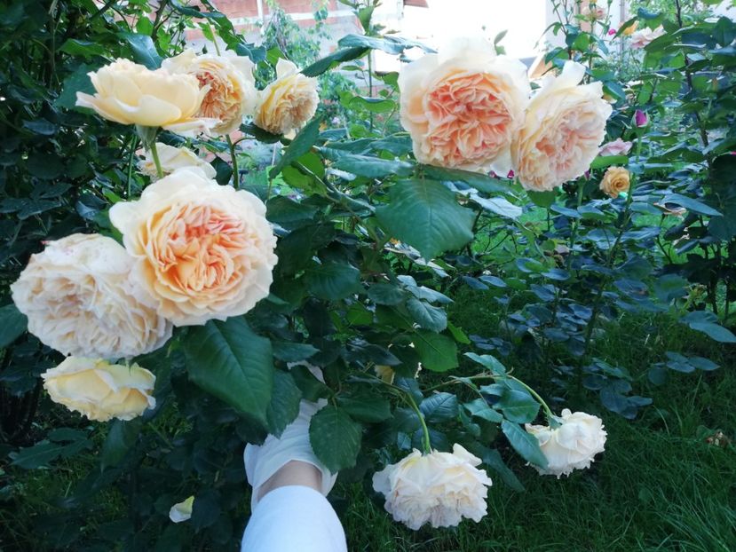  - Crown Princess Margareta