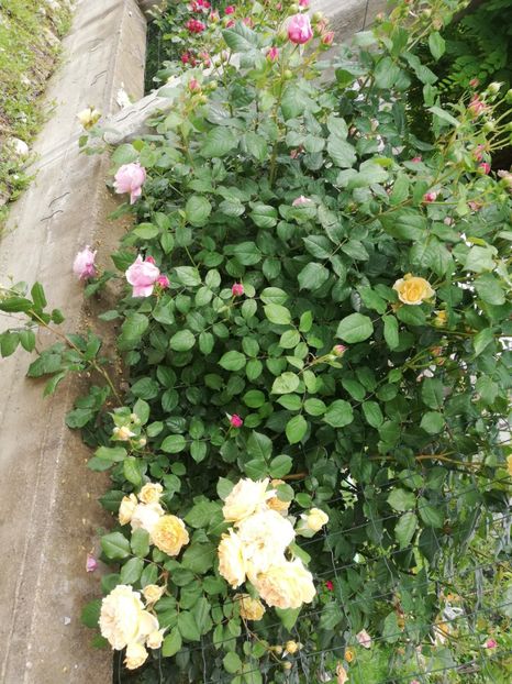  - Crown Princess Margareta
