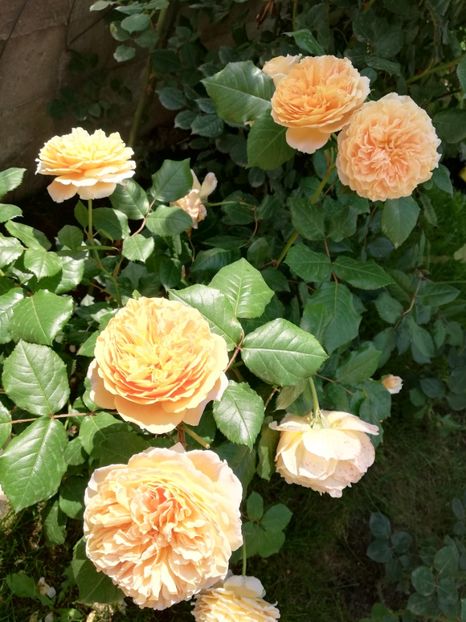  - Crown Princess Margareta