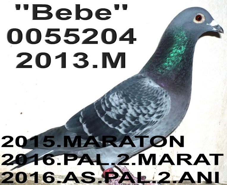2013.0055204.B BUN - 2 MATCA 2018 ZBURATORI