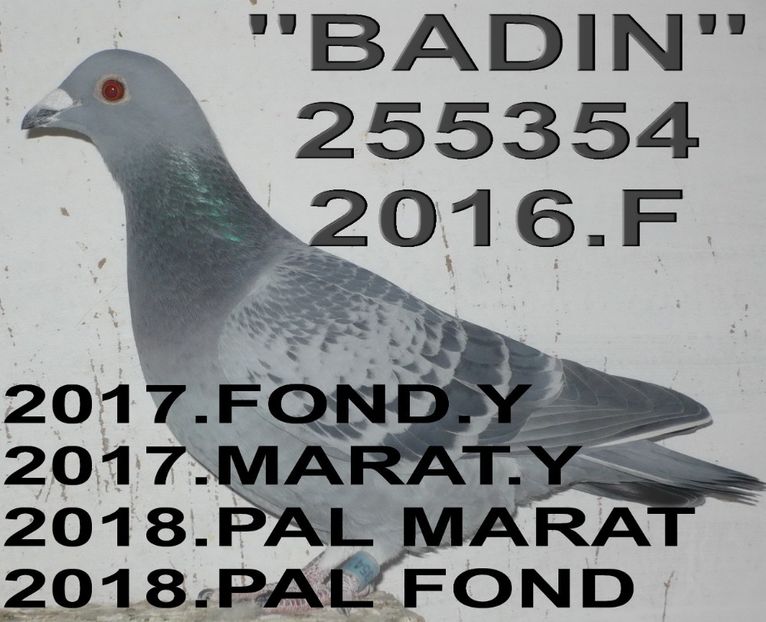 2016.255354 (3)+ - 2 MATCA 2018 ZBURATORI
