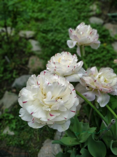  - APRILIE 2019- APRILIE 2020